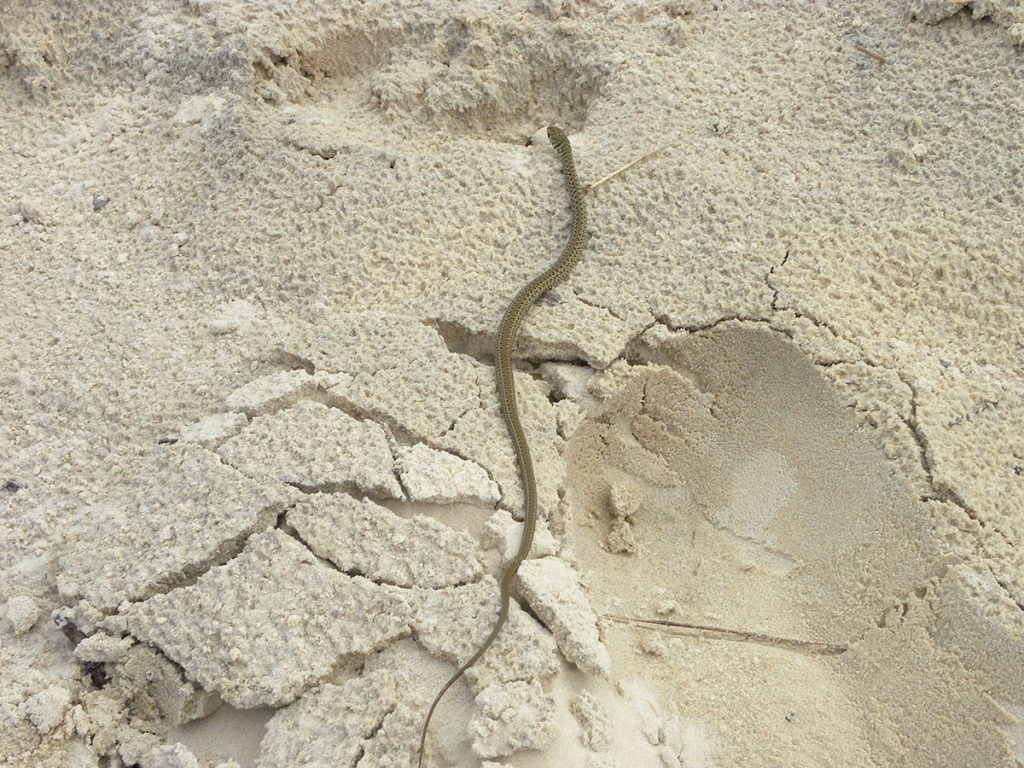Cuidado! Pequenas cobras no caminho entre as dunas de Praia da Joaquina, Florianópolis praia-da-joaquina-floripa05